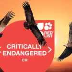 Les vautours d’Afrique en danger : l’UICN alerte