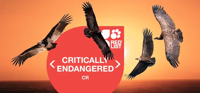 les vautours en danger d'extinction