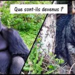 Que sont-ils devenus : renard de Darwin & gorille de la rivière Cross ?