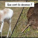 Que sont-ils devenus : la gazelle dama et le Kiwi d’Okarito ?