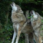 Abattage de loups : le point sur une grogne qui monte