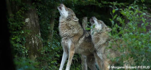 Loups qui appellent