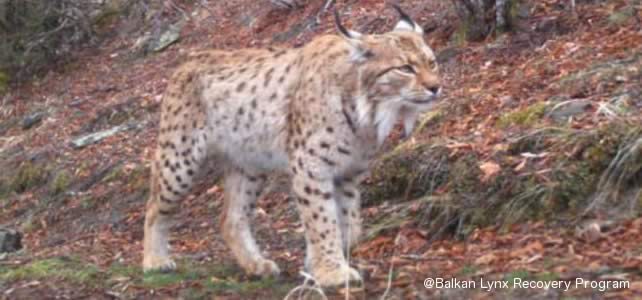 lynx d'Albanie