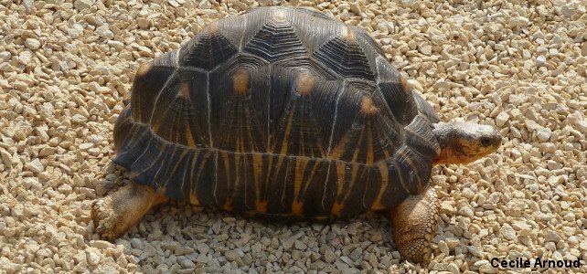 Tortue rayonnee : taille, description, biotope, habitat, reproduction