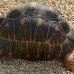 La tortue rayonnée ou radiée de Madagascar