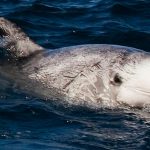 Menaces sur la Méditerranée : le WWF lève le voile