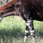 Okapi : un premier plan de sauvegarde voit enfin le jour