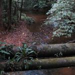 Pérou : des marées noires successives menacent la forêt amazonienne