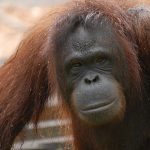 L’orang-outan de Sumatra