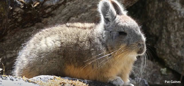 Chinchilla Brevicaudata