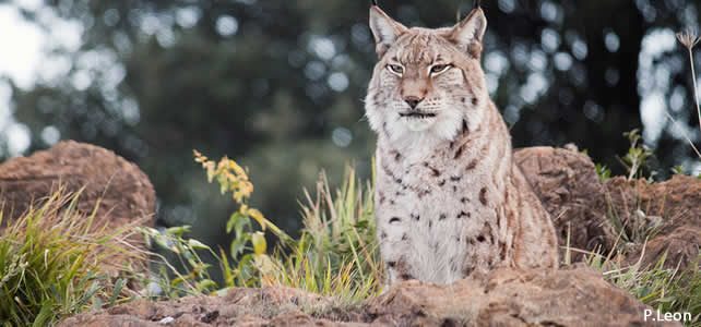 lynx lynx