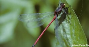 Pyrrhosoma elisabethae