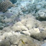 Le corail, nouveau symbole du réchauffement climatique