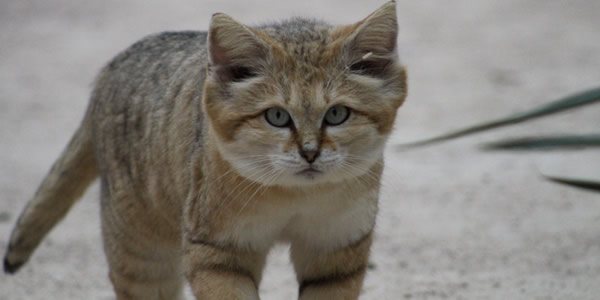 Felis margarita