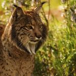 La population de lynx pardelle en forte hausse