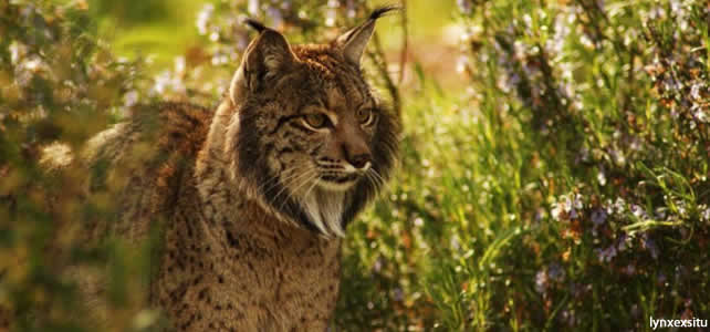 Le lynx pardelle - Article 3