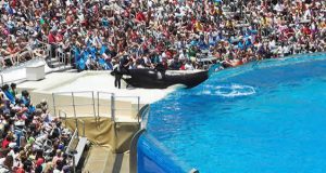 spectacle seaworld
