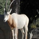 Première historique : 25 oryx algazelle bientôt réintroduits au Tchad