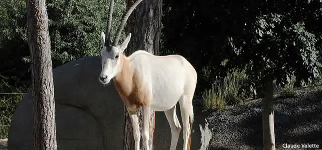 oryx dammah
