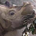 Le rhinocéros de Sumatra
