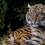 Tigre : la population mondiale est en hausse malgré l’extinction au Cambodge