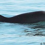 Vaquitas : après la découverte de 3 marsouins morts, Sea Shepherd lance l’alerte