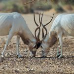 L’addax en danger imminent d’extinction !