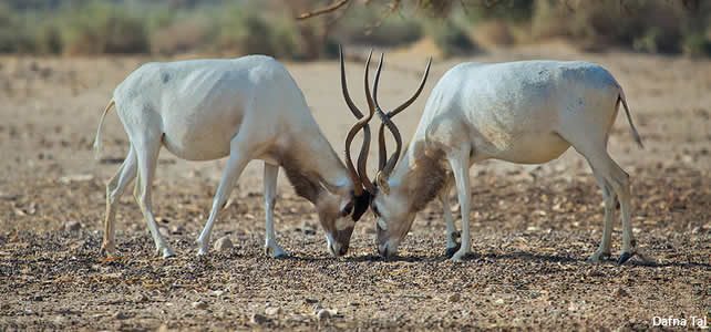 Addax nasomaculatus