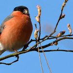 Devenez acteur de la biodiversité : les 28 & 29 mai comptez les oiseaux de votre jardin !