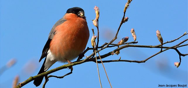 oiseau jardin