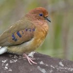 Des colombes aux yeux bleus (re)découvertes au Brésil