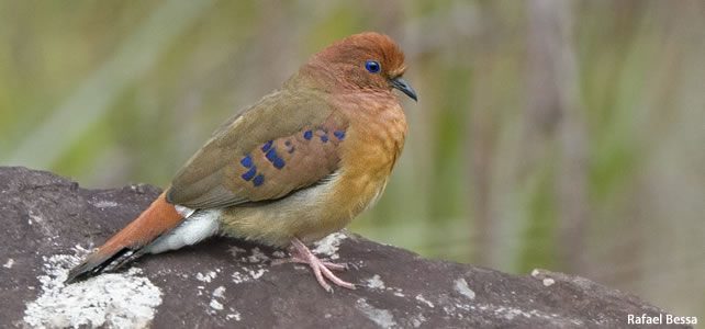 la colombe aux yeux bleus