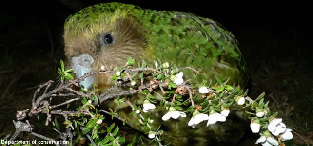 sirocco le kakapo