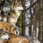 L’organisation d’une meute de loups