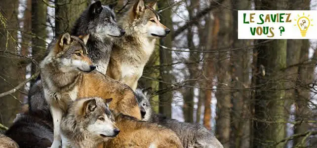 hiérarchie loups