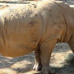 Pourquoi les rhinocéros blancs sont gris ?