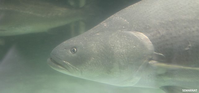 Le Totoaba Macdonaldi La Cocaïne De La Mer