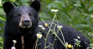 ours noir d'Amérique