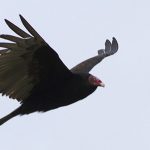 Le condor de Californie prend-il enfin son envol ?