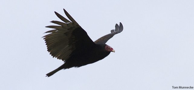 condor de Californie / Gymnogyps californianus