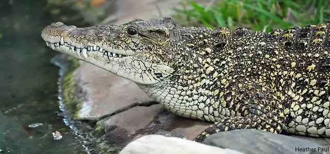 reptile menacé-crocodile cuba