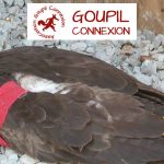 Goupil Connexion – Une association qui protège la faune locale