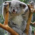 Chasse, déforestation, maladie… Arrivera-t-on à sauver les koalas ?