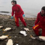 Une marée rouge dévastatrice empoisonne le Chili