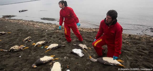 greenpeace chiloé