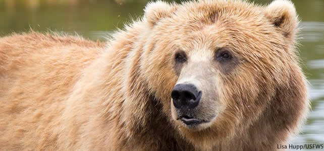 Ours Kodiak ou Ursus arctos middendorffi - Le plus grand des ours