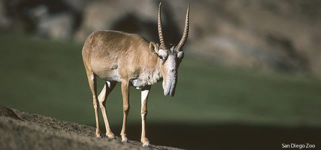 antilope - Saiga tatarica