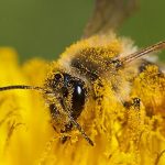 L’ABCD des abeilles