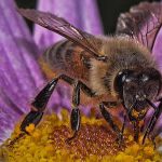 35 % de la nourriture mondiale existe grâce aux abeilles