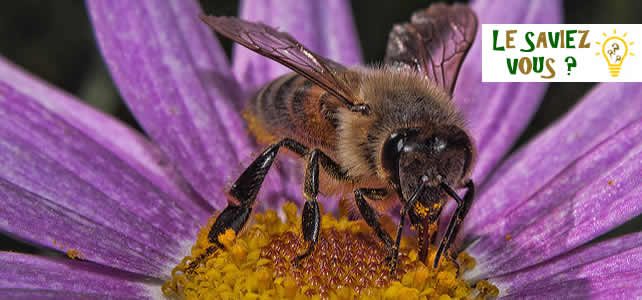 pollen butiné par abeille